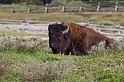 054 Yellowstone NP, Bizon